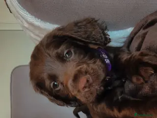 Cocker Spaniel dogs Beautiful chocolate girl working cocker last one - Advert 18