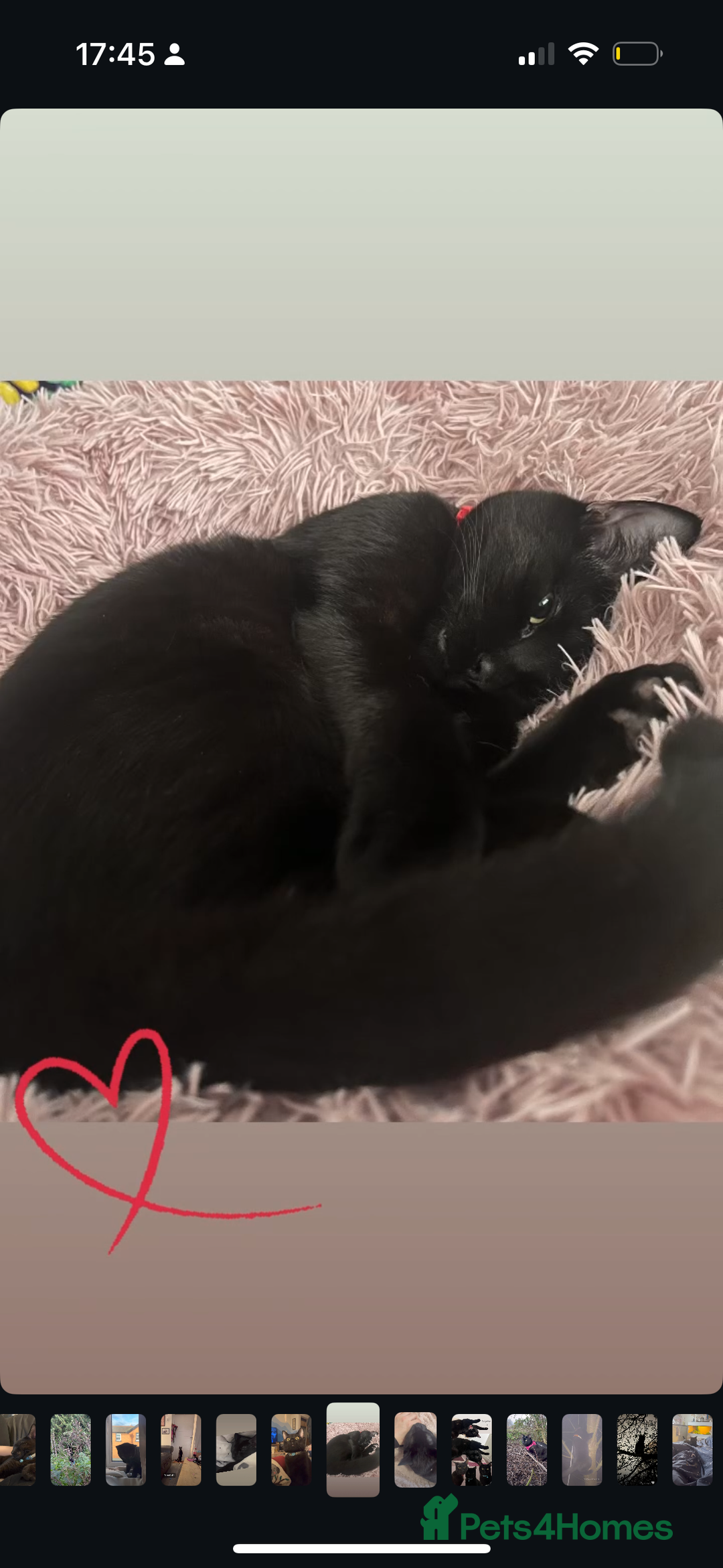 Domestic Shorthair cats for sale: Looking for a Loving Home for My Cat - Image 4