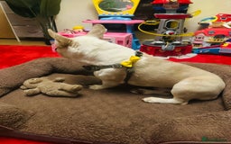 French Bulldog dogs for sale: French Bulldog Male  - Image 4