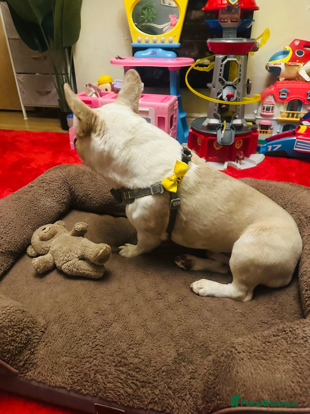 French Bulldog dogs for sale: French Bulldog Male  - Image 4