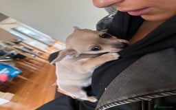 Chihuahua dogs for sale: Female Chihuahua  - Image 10