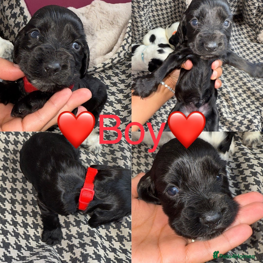 Cocker Spaniel dogs for sale: Cocker spaniel puppy’s - Image 10