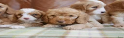 Cavapoo dogs for sale: Stunning Health Tested F1b Miniature Cavapoos - Advert 10