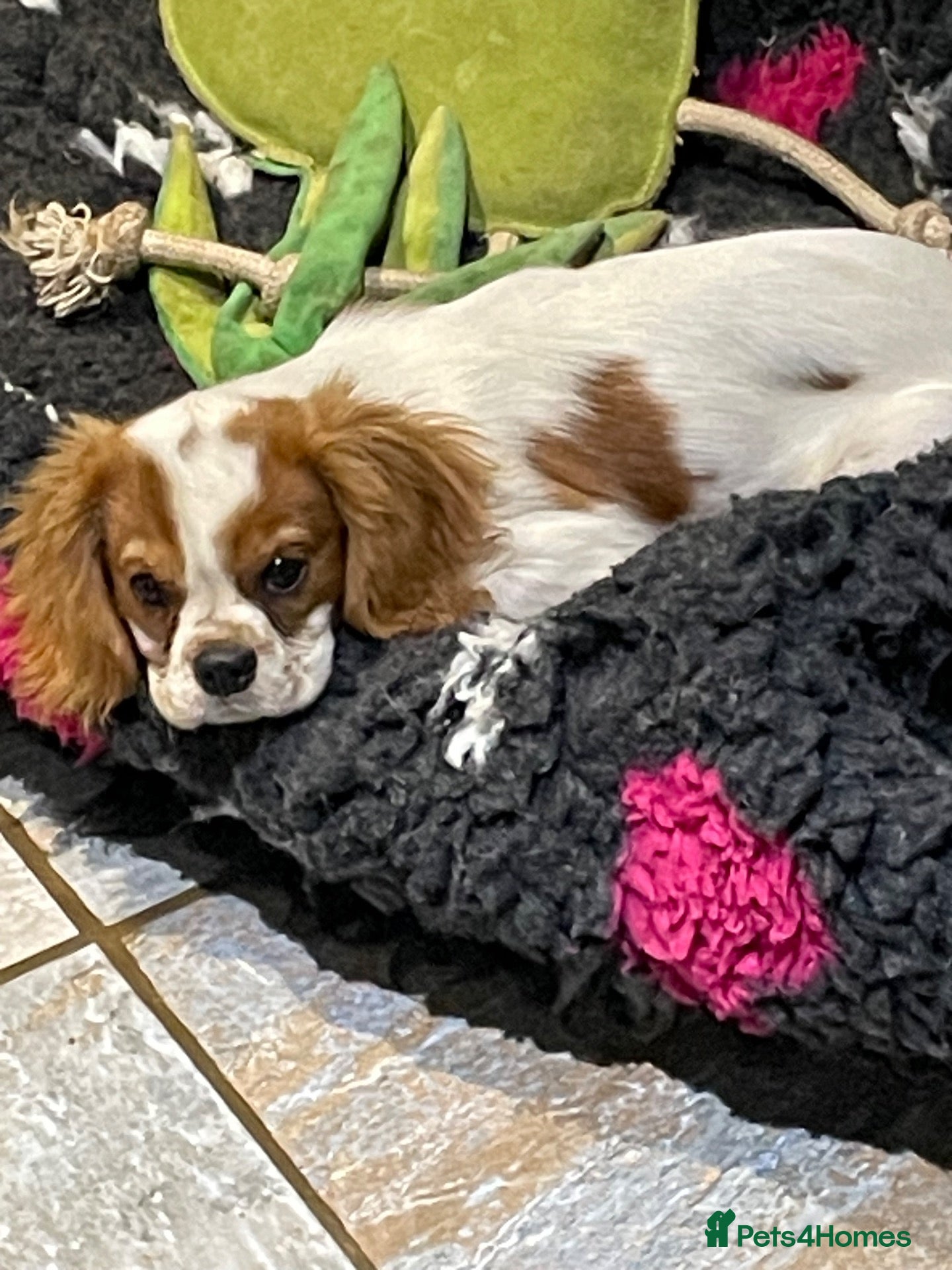 Cavalier King Charles Spaniel dogs Cavalier King Charles puppies - Advert 2