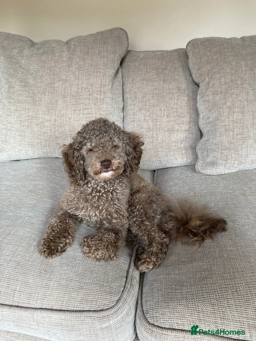 Poodle dogs for stud: Health tested KC chocolate Toy poodle stud  in Stevenage - Advert 22