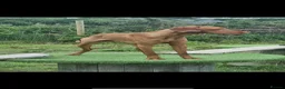 Hungarian Vizsla dogs for sale: Part Trained Daisy’s 2nd litter Hungarian vizsla - Advert 20