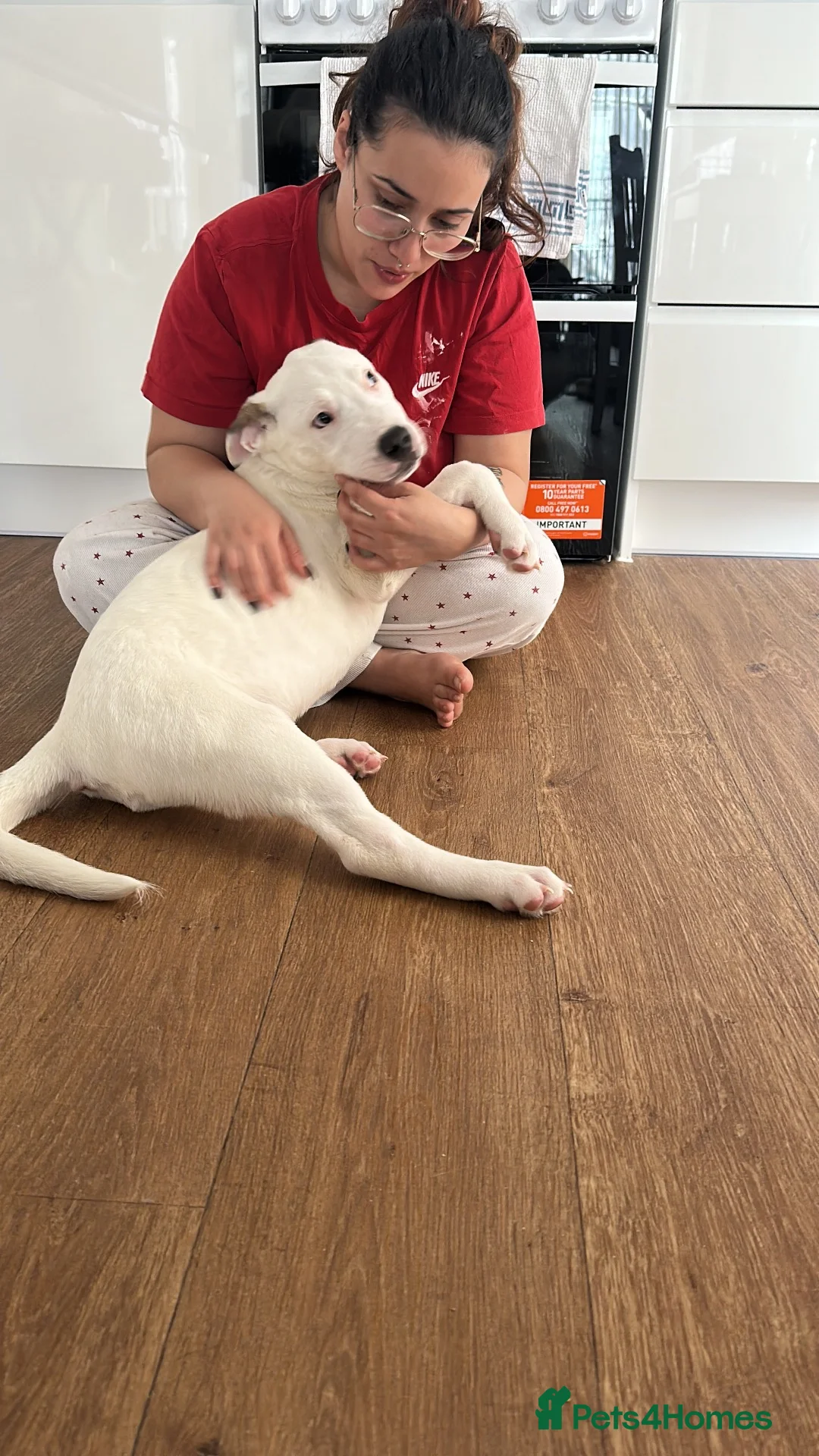 Mixed Breed dogs for sale: Beautiful Staff cross akita for sale  in London - Advert 2