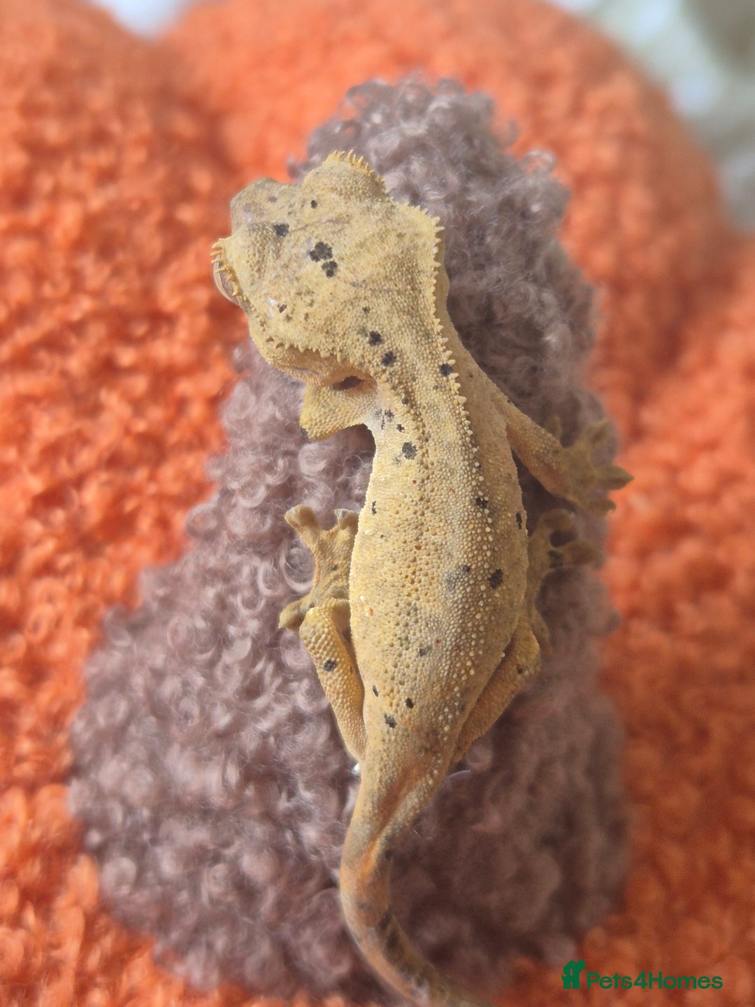 Gecko reptiles for sale: Beautiful Unsexed Crested Geckos ⬇️  - Image 10
