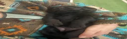 Mixed Breed dogs for sale: Labrottie Girl (Labrador x Rottweiler) - Advert 5