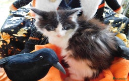 Maine Coon cats for sale: FABULOUS FLUFFY PEDIGREE MAINE COON KITTENS - Image 19