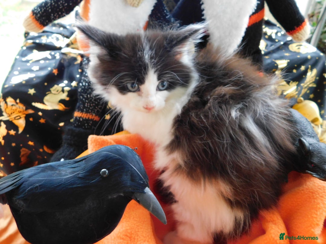 Maine Coon cats for sale: FABULOUS FLUFFY PEDIGREE MAINE COON KITTENS - Image 19