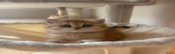 British Shorthair cats for sale: GOLDEN BSH KITTENS AVAILABLE FOR RESERVATION - Advert 6