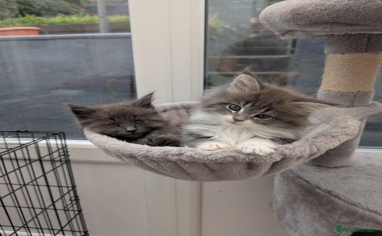 Maine Coon cats - Advert 15