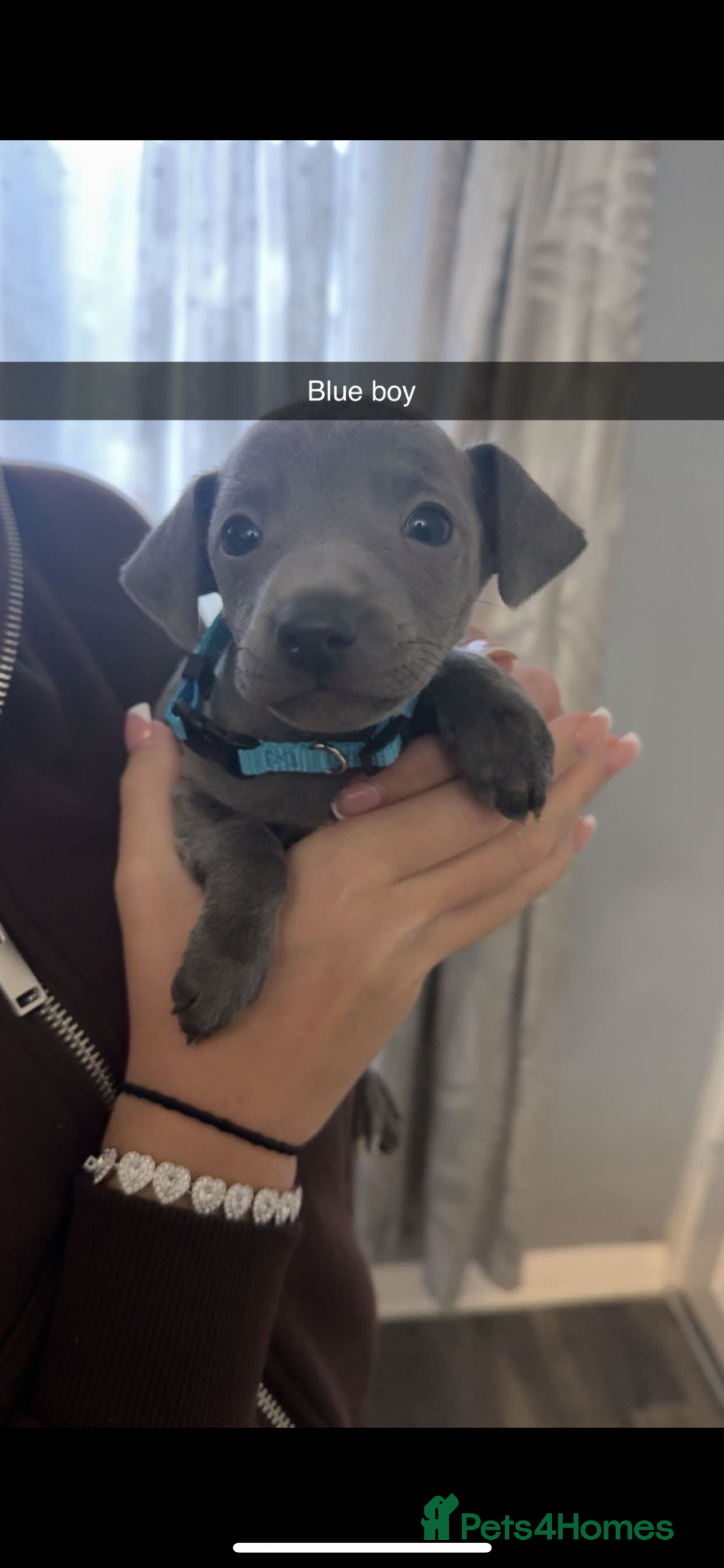 Italian Greyhound dogs for sale: 6 Beautiful Italian greyhounds - Advert 6