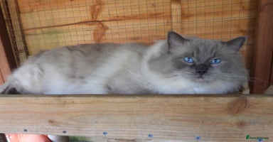 Ragdoll cats - Advert 2