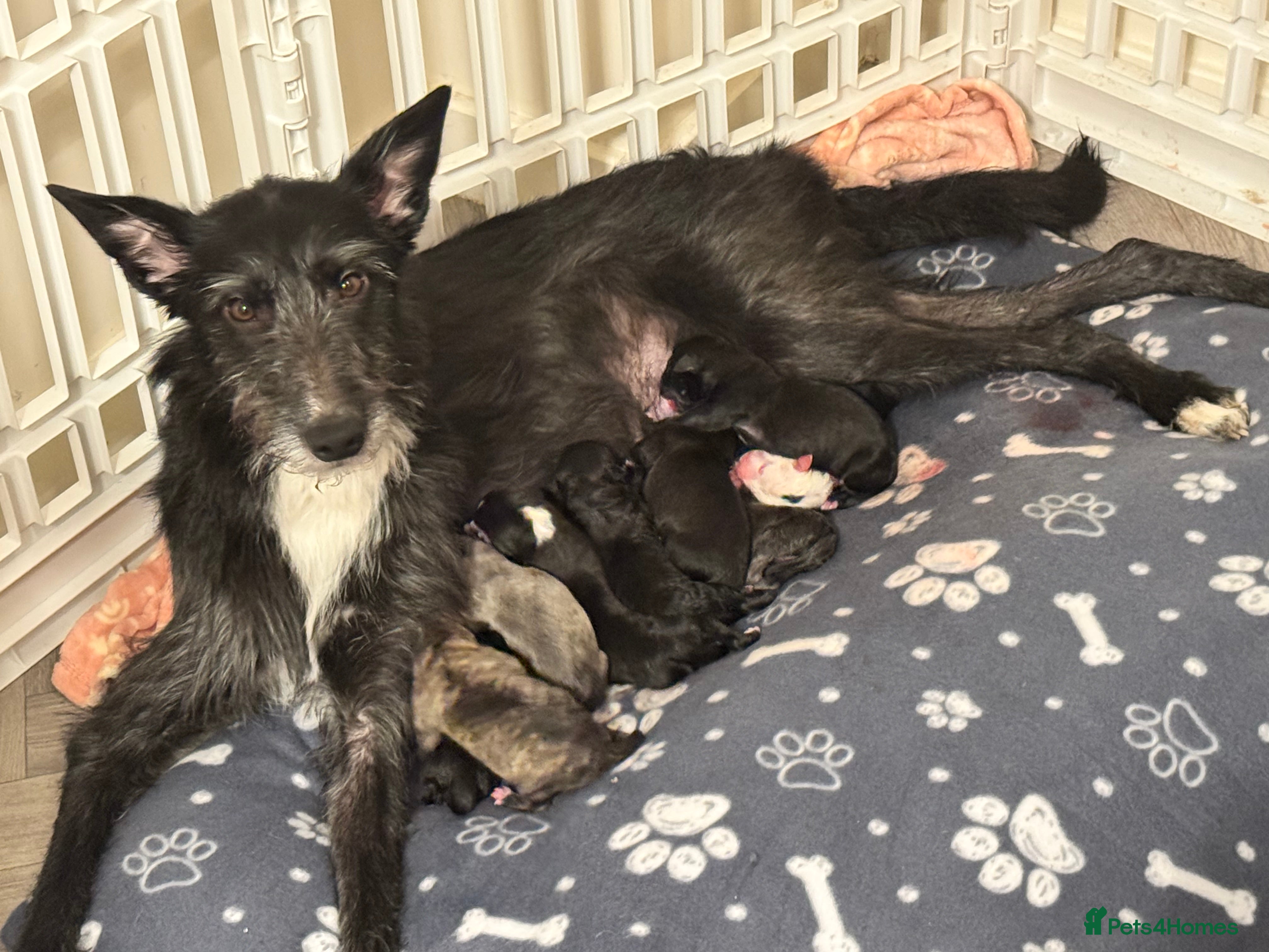 Mixed Breed dogs 75% Lurcher 25% Cane Corso Puppies - Advert 4