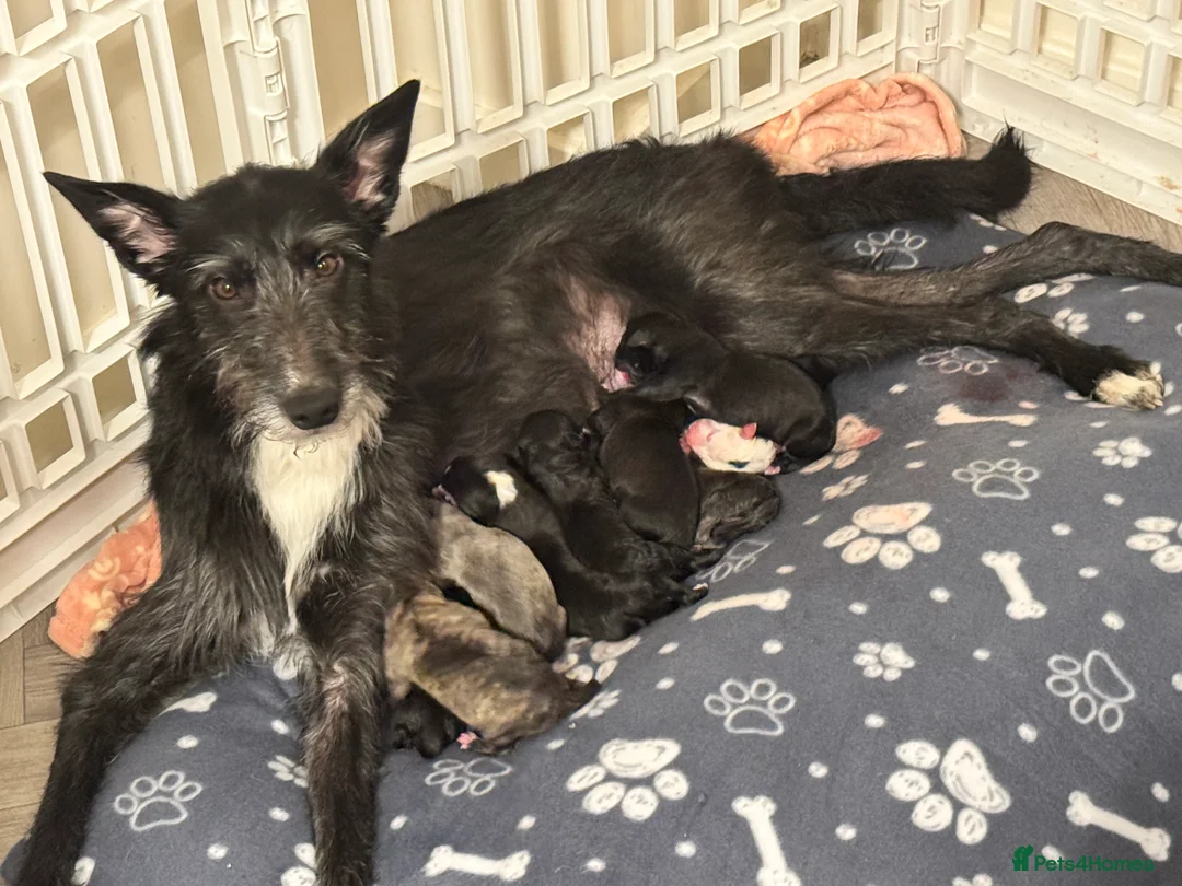 Mixed Breed dogs for sale: 75% Lurcher 25% Cane Corso Puppies - Advert 1