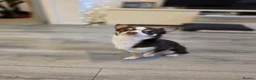 Chihuahua dogs for stud: Reggie-Quality Stud (Champion Breeding Background) - Advert 5