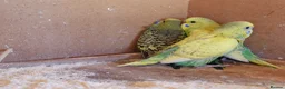 Budgerigars birds for sale: Baby Budgies For Sale. Born In April - Advert 6