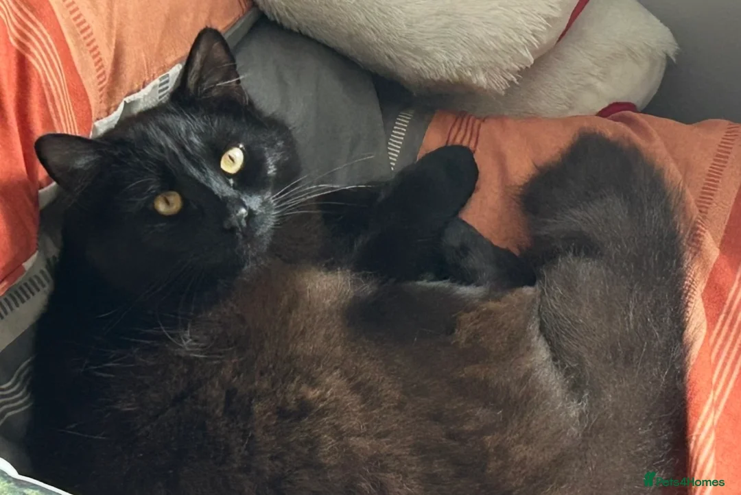 British Shorthair cats for sale: Kittens for sale x 4 - Advert 2