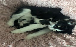 British Longhair cats for sale: Kittens for sale  - Image 4