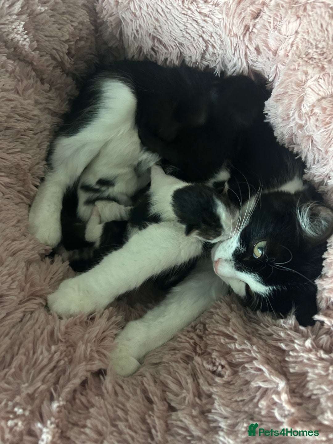 British Longhair cats for sale: Kittens for sale  - Image 4