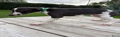 Whippet green collar 