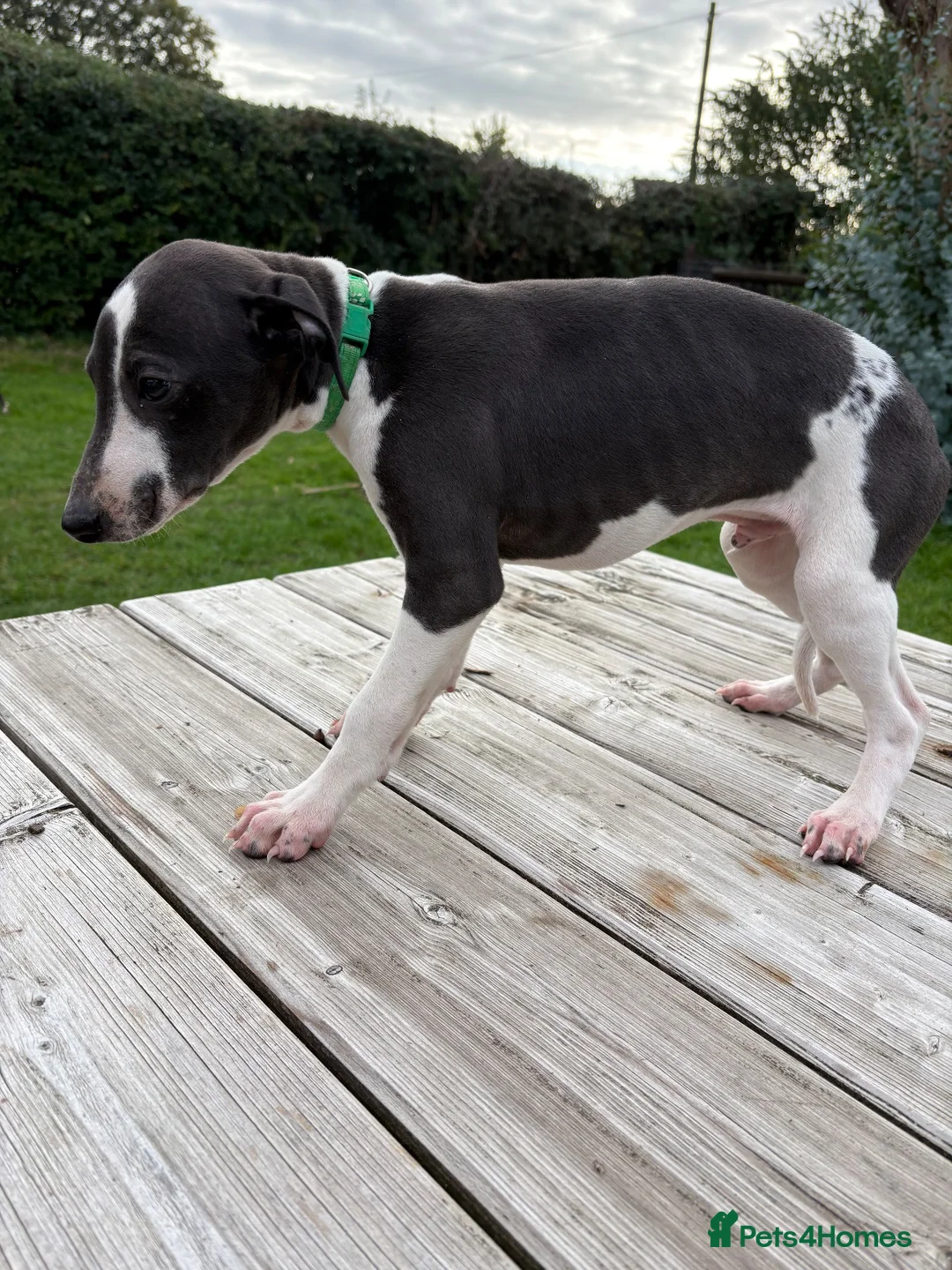 Whippet dogs for sale: Whippet pups  - Advert 2