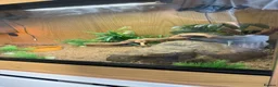 Leopard Gecko reptiles for sale: 2 x leopard gecko  - Advert 5