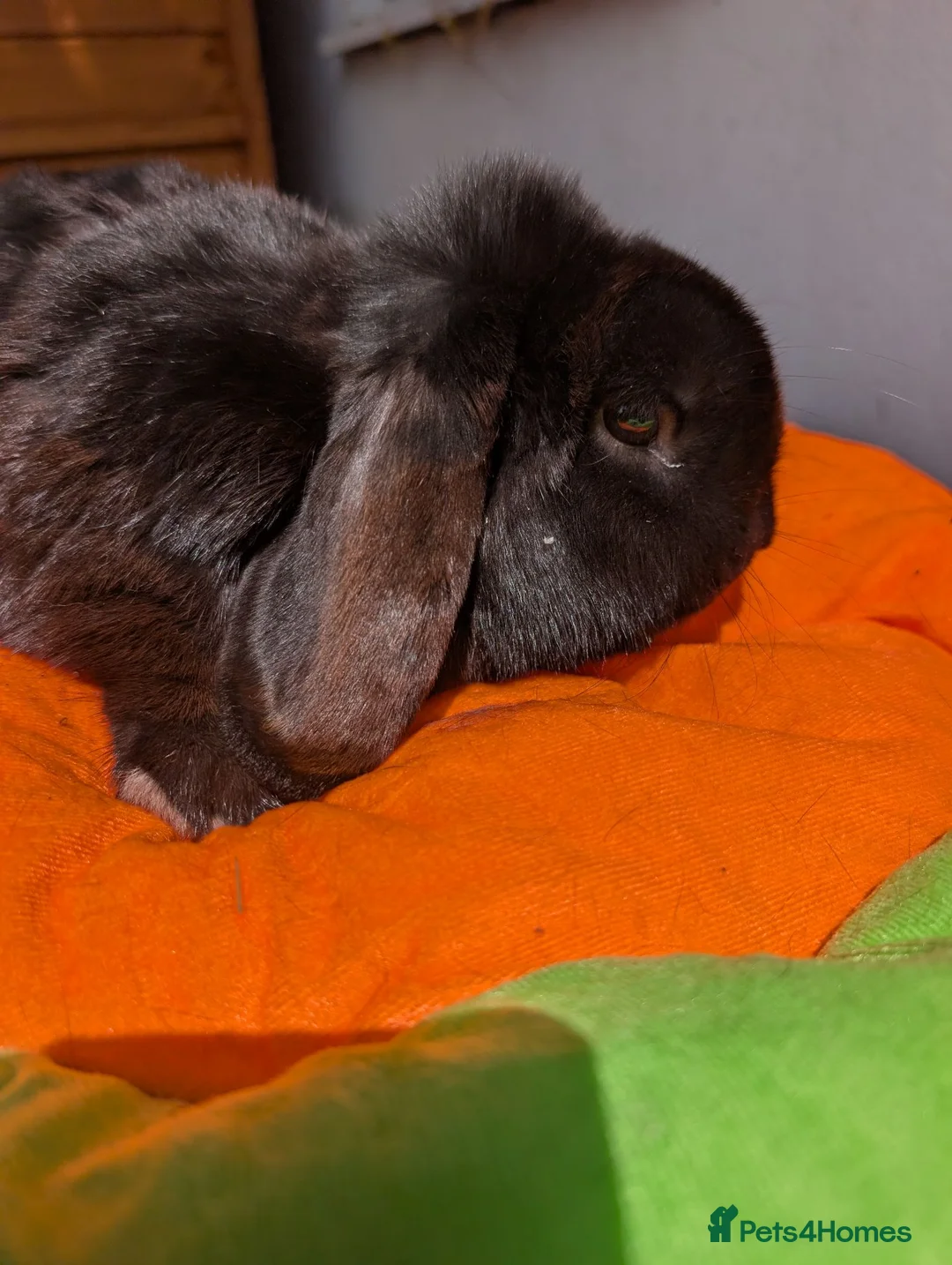 Mini Lop rabbits for sale: Neutered and vaccinated rabbit - Advert 1