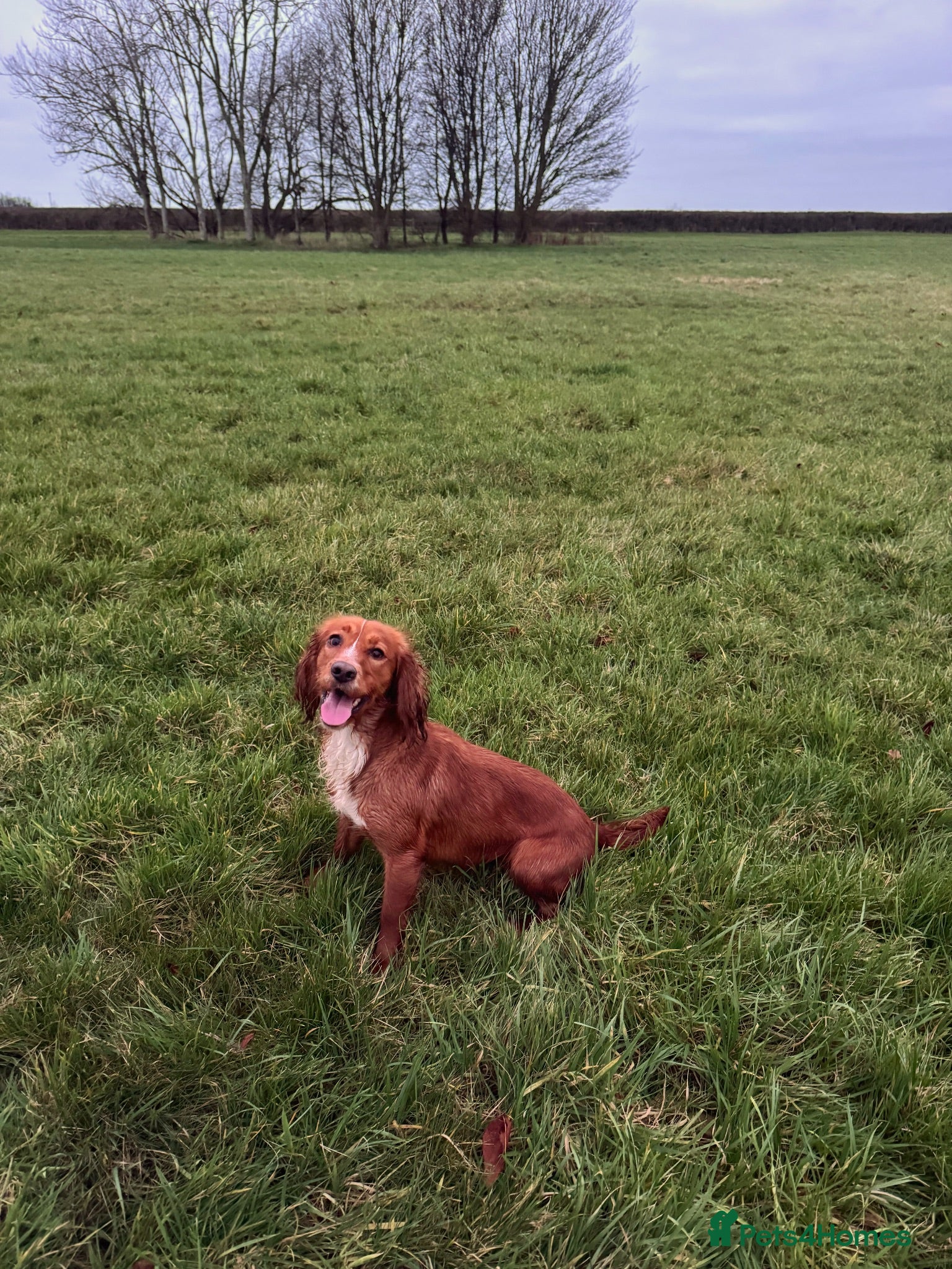Cocker Spaniel dogs Stunning red cocker bitch  - Advert 1
