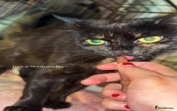 British Longhair cats for sale: Rescue kittens🧡 - Image 12