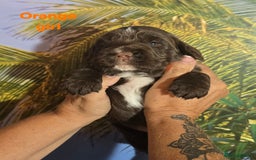 Sprocker dogs for sale: Beautiful Sproker pups for sale   - Image 21