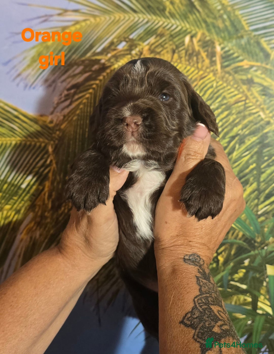 Sprocker dogs for sale: Beautiful Sproker pups for sale   - Image 21