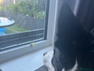 Border Collie dogs - Advert 35