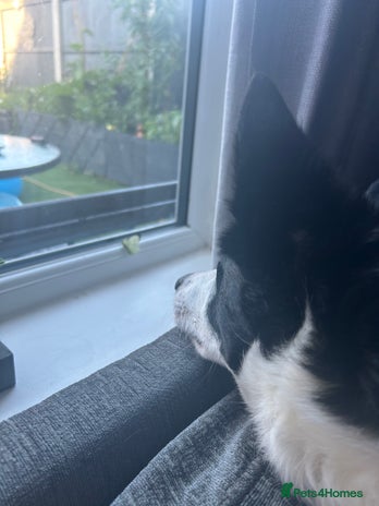 Border Collie dogs - Advert 2