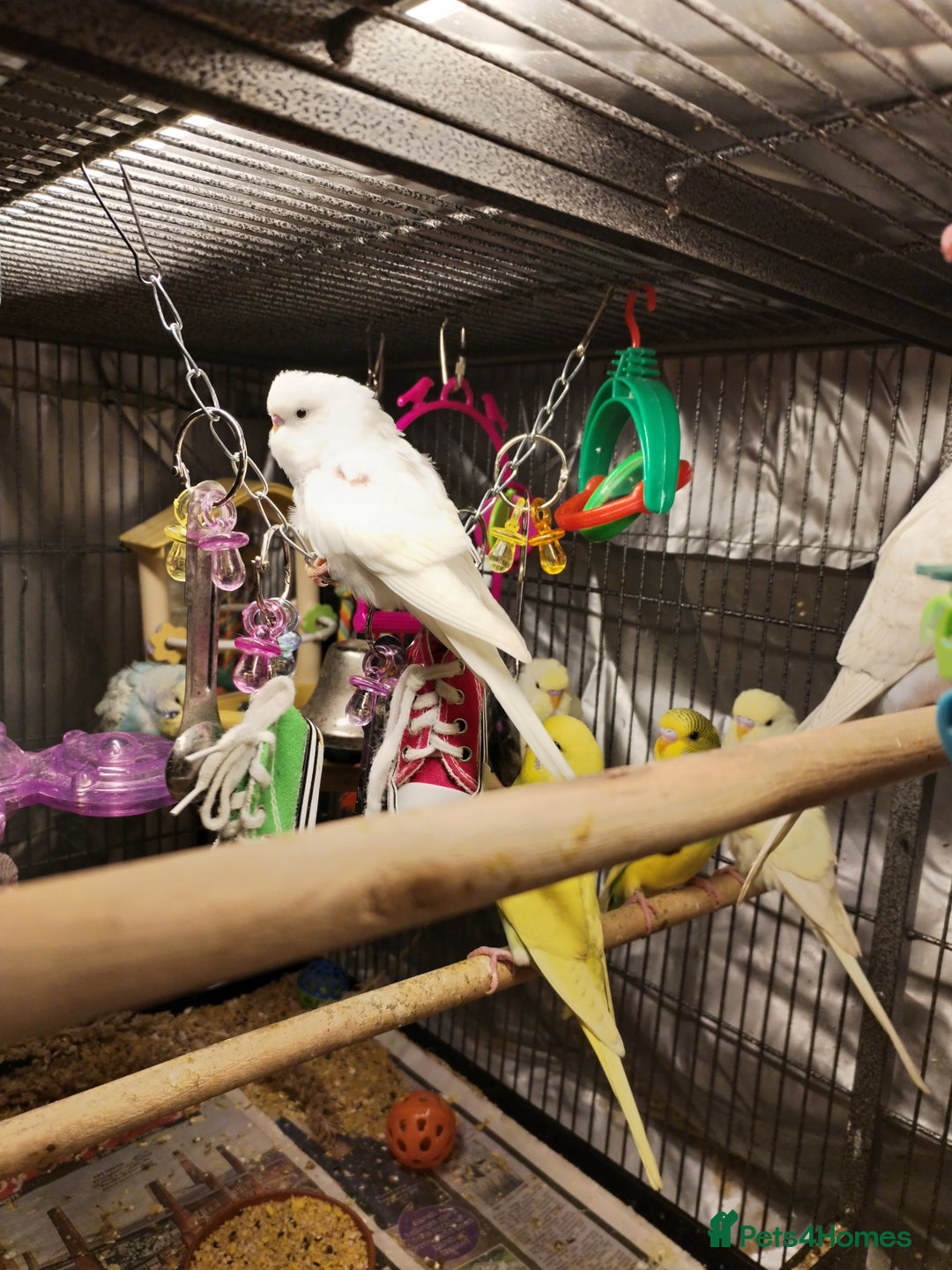 Budgerigars birds for sale: Beautiful baby budgies  - Advert 7