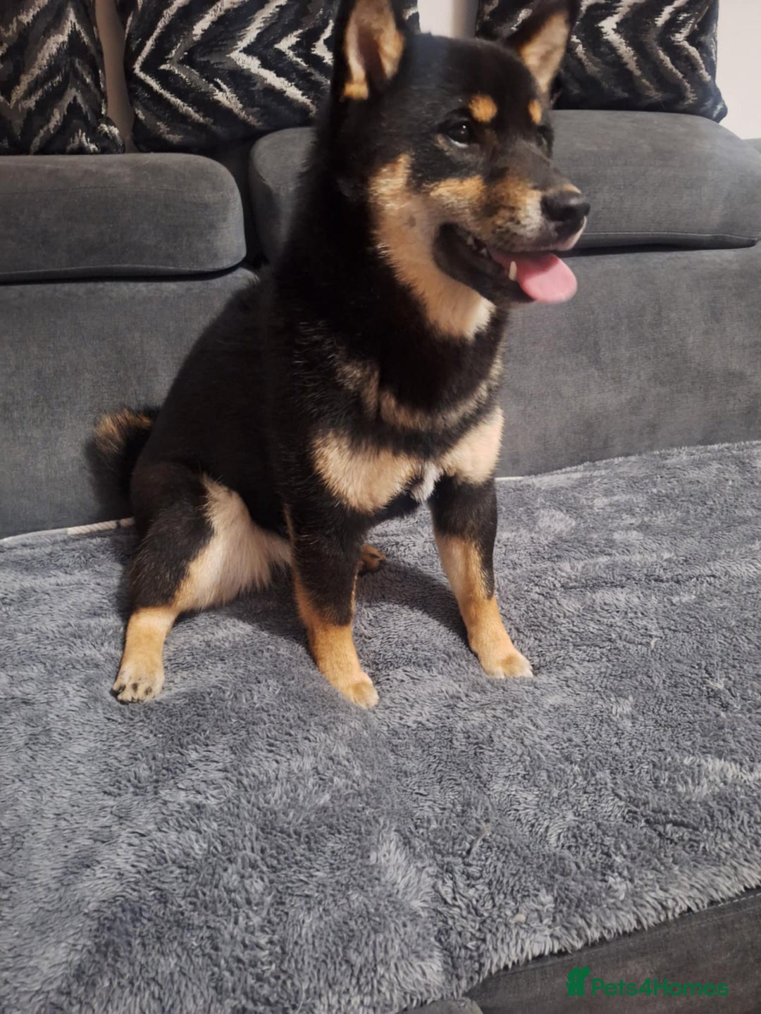 Japanese Shiba Inu dogs for sale: Japan shiba inu  - Advert 1