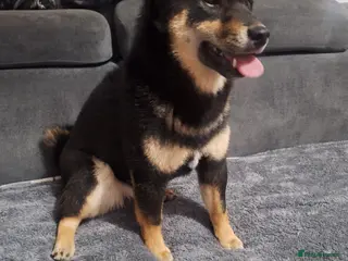 Japanese Shiba Inu dogs Japan shiba inu - Advert 16