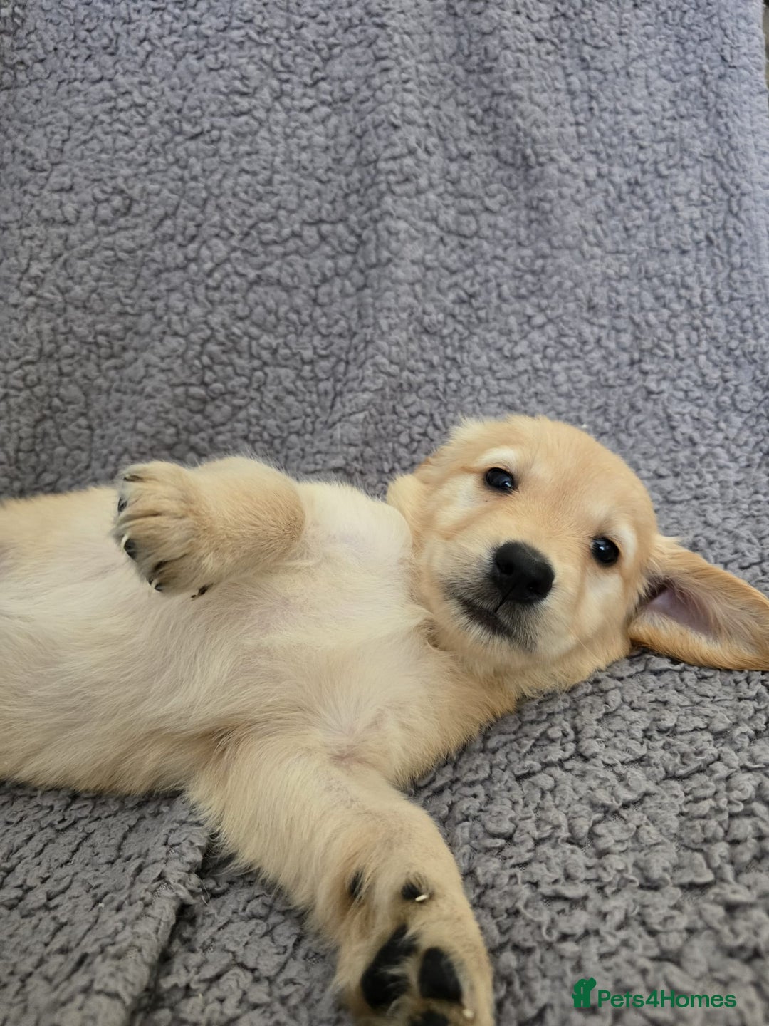 Golden Retriever dogs for sale: Beautiful golden retriever puppies for sale.  - Image 4
