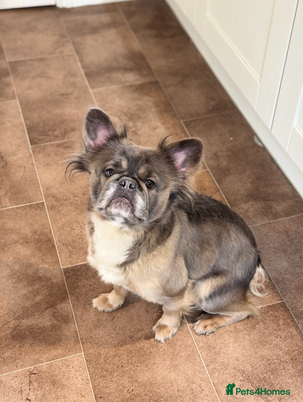 French Bulldog dogs Full Visual Fluffy French Bulldog Female 4 Yrs  - Advert 11