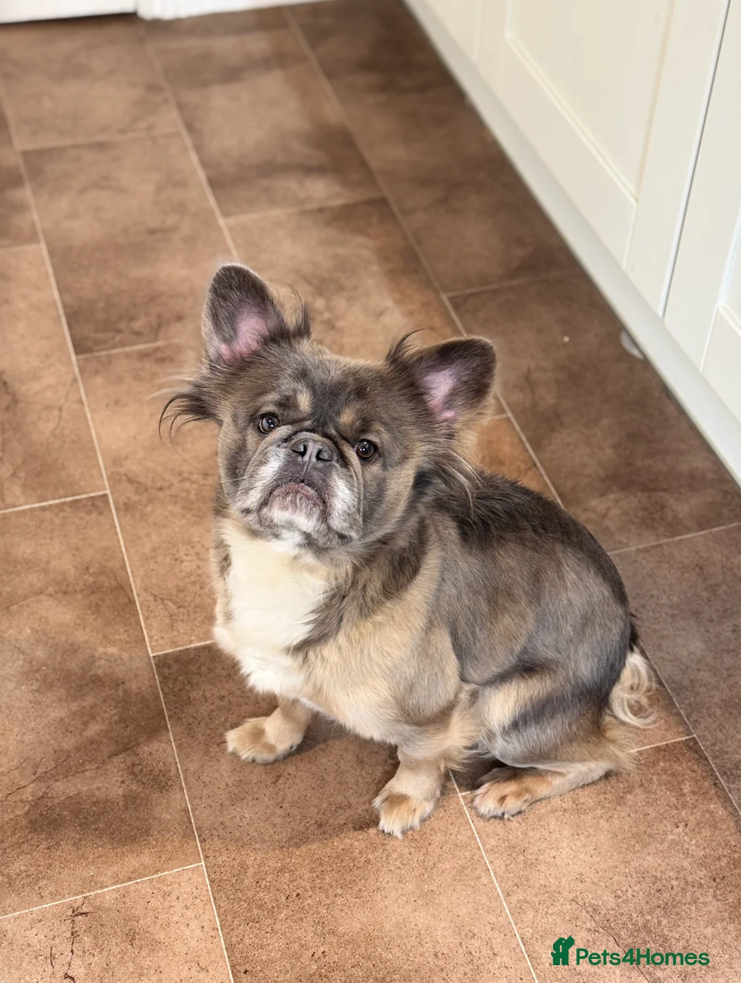 French Bulldog dogs for sale: Full Visual Fluffy French Bulldog Female 4 Yrs  - Advert 1