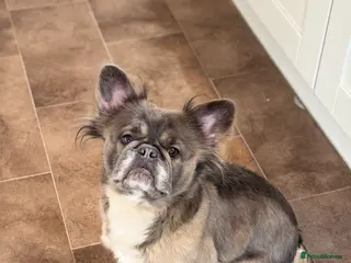 French Bulldog dogs Full Visual Fluffy French Bulldog Female 4 Yrs - Advert 1