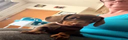 Miniature Dachshund dogs for sale: Smooth haired miniature Daschund babies in Liverpool - Advert 18