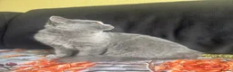 Scottish Fold cats for sale: Sccotish fold for sale - Advert 13