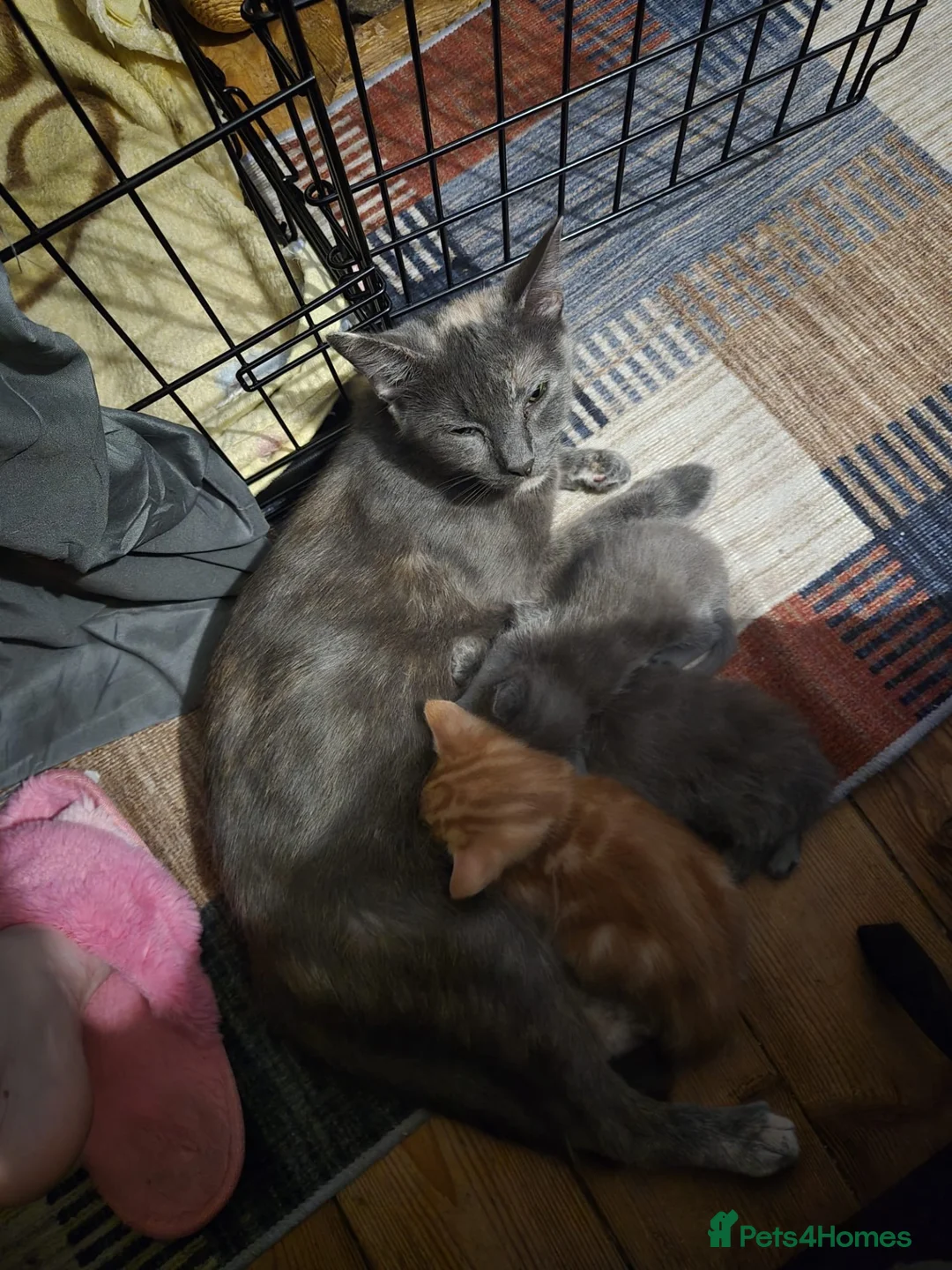 British Shorthair cats for sale: British short hair ginger boy - Advert 13