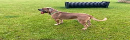 Cane Corso dogs for sale: Male and female cane corso  in Stafford - Advert 11