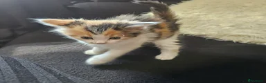 Mixed Breed Kitten 6