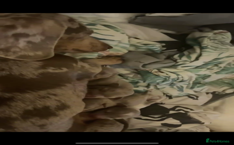 Dachshund dogs KC MINIATURE DACHSHUND PUPS FOR NEW HOMES - Advert 14