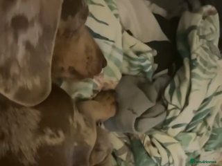 Dachshund dogs KC MINIATURE DACHSHUND PUPS FOR NEW HOMES - Advert 1